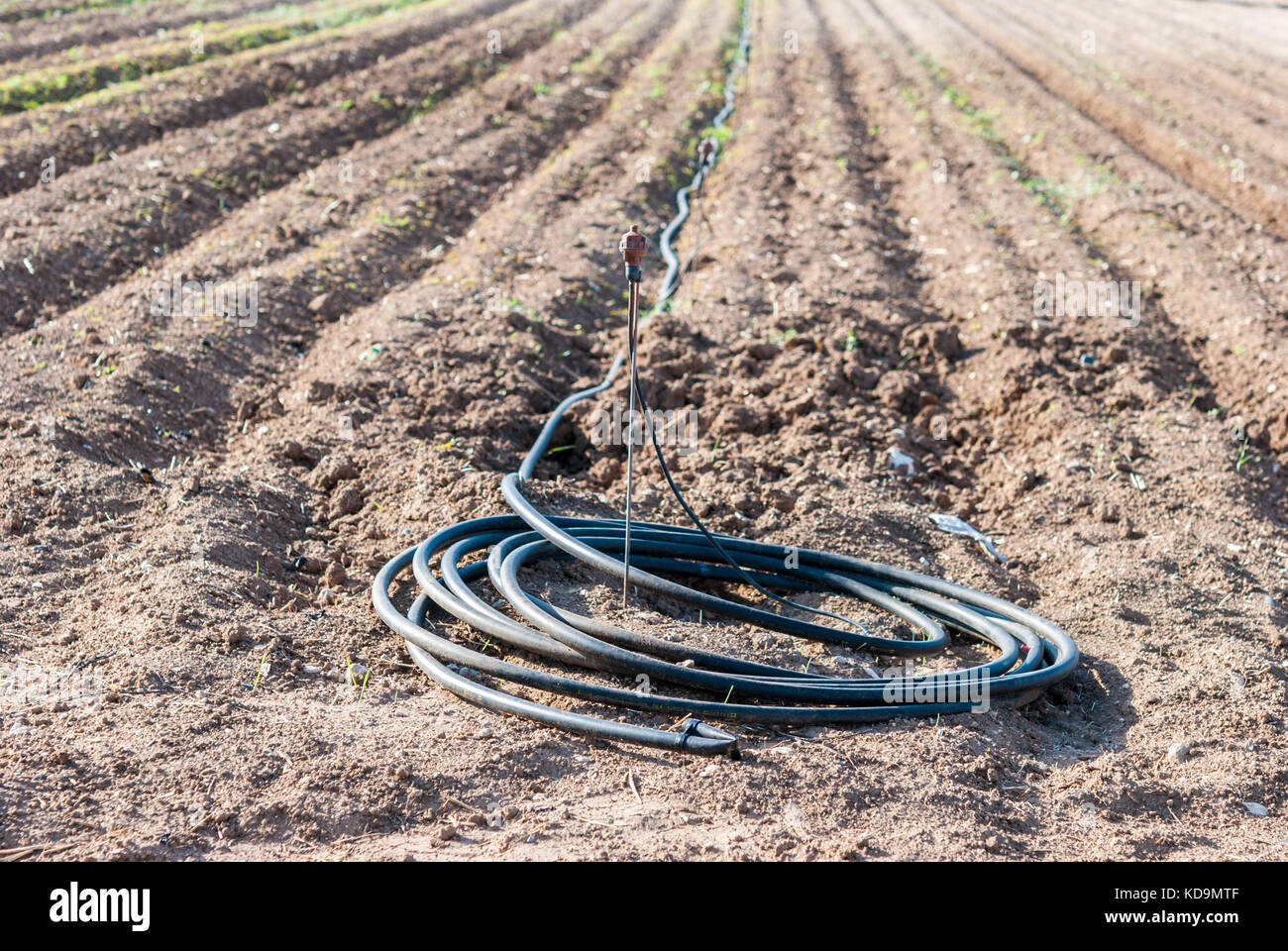 Sprinkler field irrigation system on agricultural land Stock Photo - Alamy