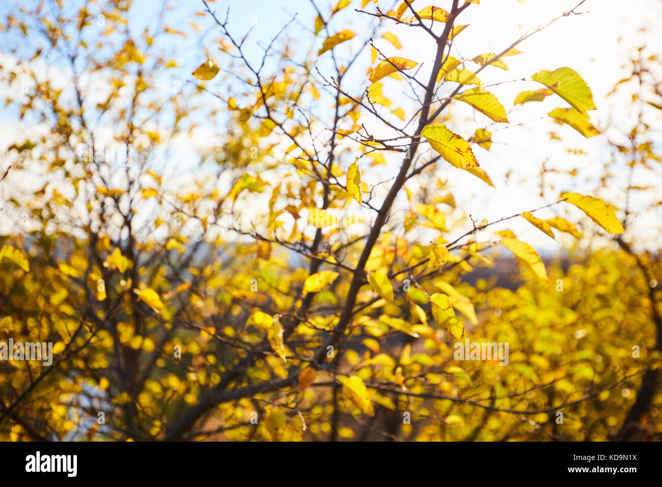 Tree with yellow leaves in bright autumnal landscape Stock Photo - Alamy