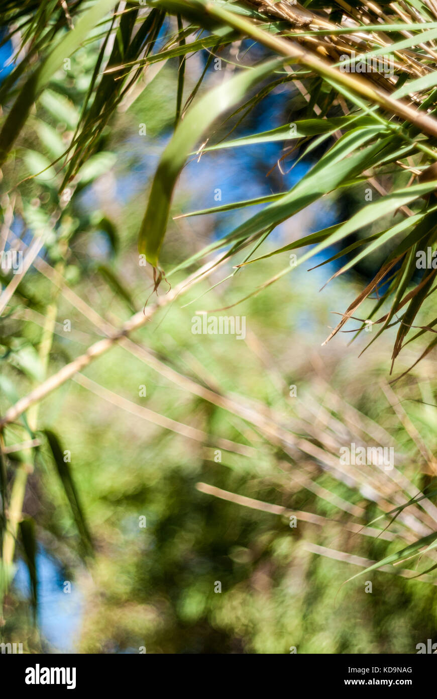 Reed cane with deep blue sky background Stock Photo Alamy