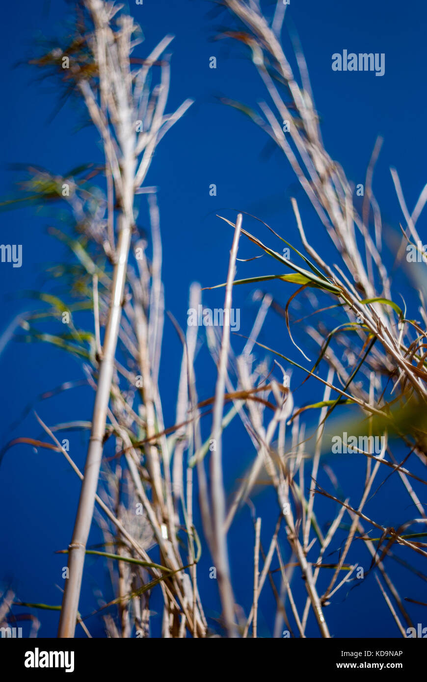 Reed cane with deep blue sky background Stock Photo Alamy