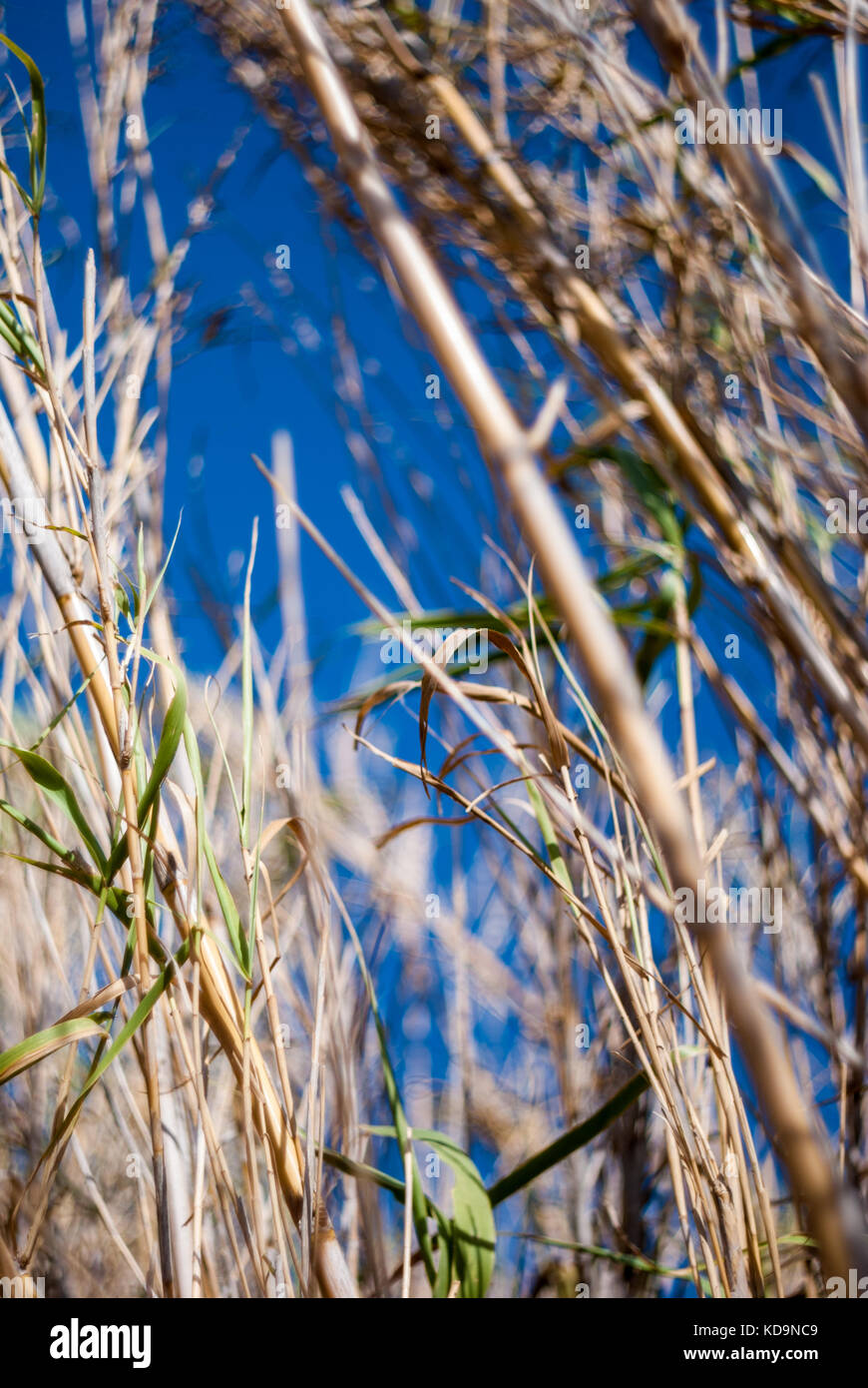 Reed cane with deep blue sky background Stock Photo Alamy