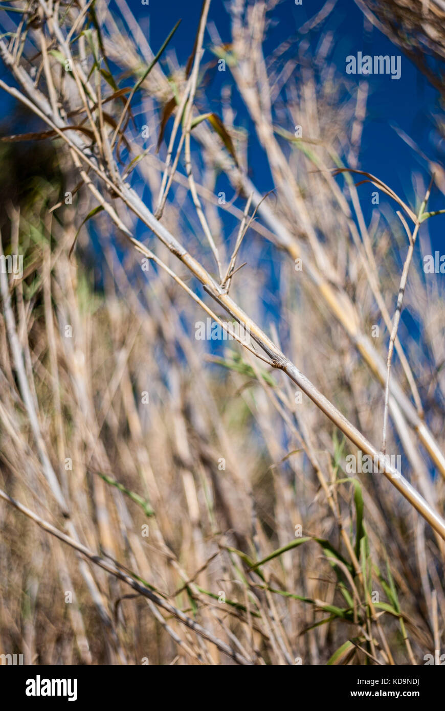Reed cane with deep blue sky background Stock Photo Alamy