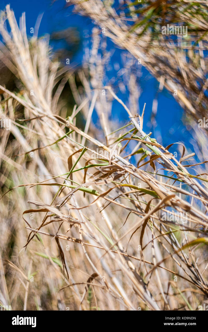 Reed cane with deep blue sky background Stock Photo Alamy