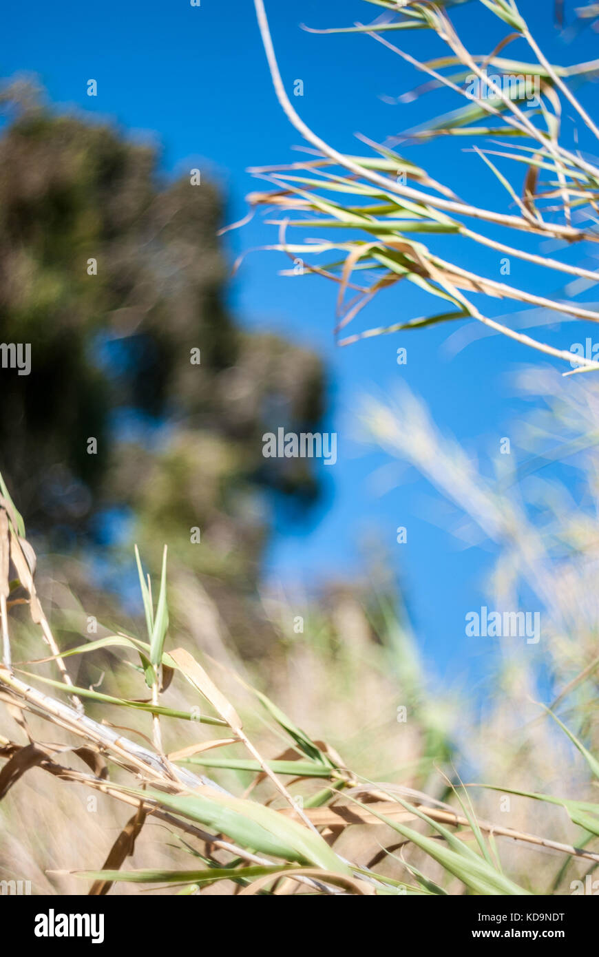 Reed cane with deep blue sky background Stock Photo Alamy
