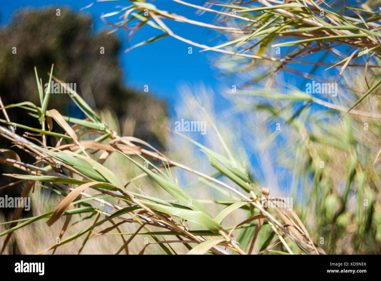 Reed cane with deep blue sky background Stock Photo Alamy