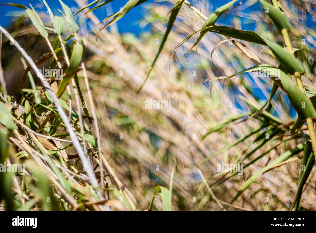 Reed cane with deep blue sky background Stock Photo Alamy