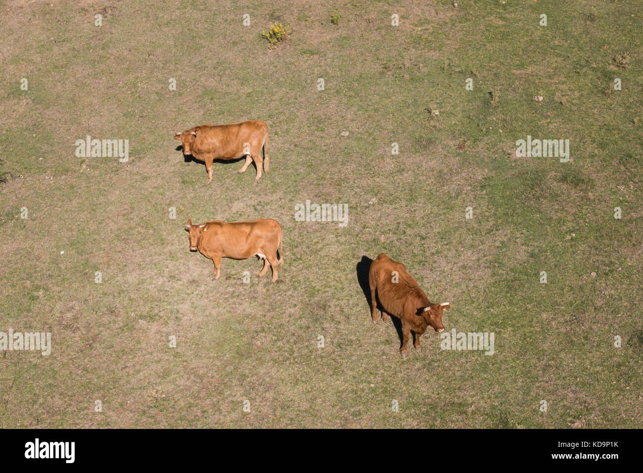 Aerial view of Cows grazing on a green field in Italy Stock Photo - Alamy
