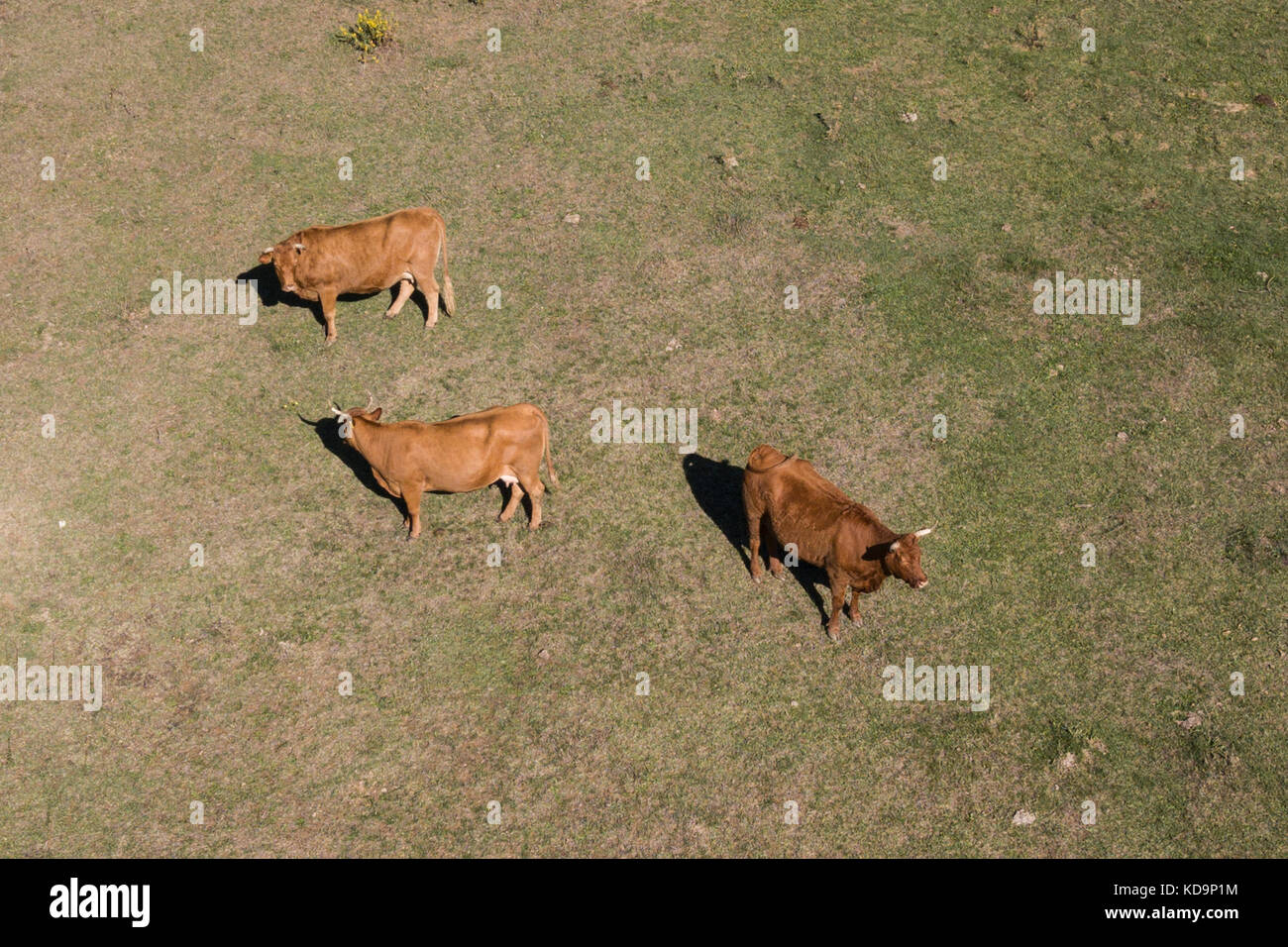 Aerial view of Cows grazing on a green field in Italy Stock Photo - Alamy