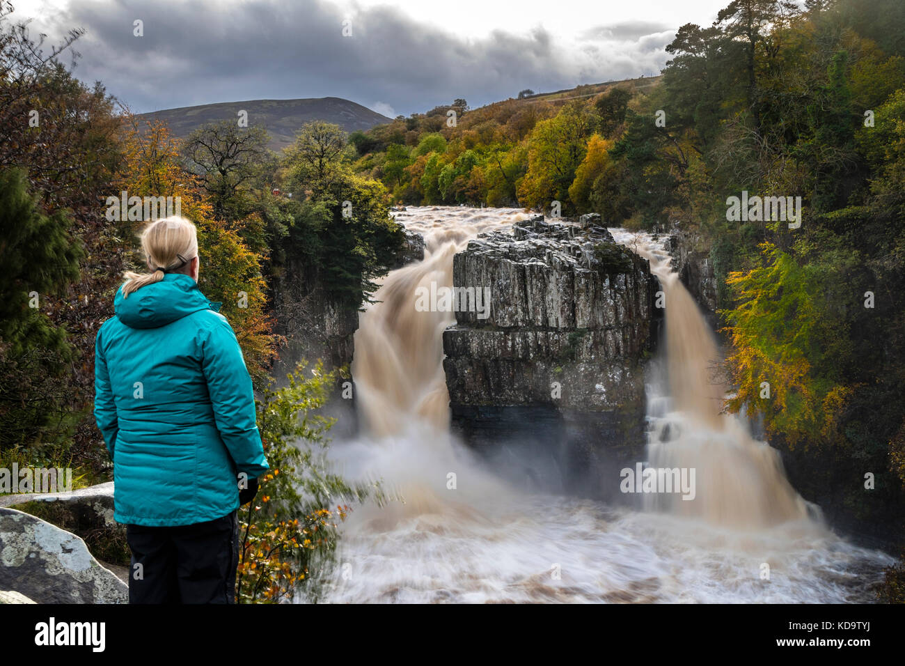 High Force, Upper Teesdale, County Durham, UK.  Wednesday 11th October 2017.  UK Weather.  After a day of heavy rain in Cumbria and the North Pennines, High Force on the River Tees looked spectacular as floodwater poured over the normally dry right hand fall.   Credit: David Forster/Alamy Live News Stock Photo