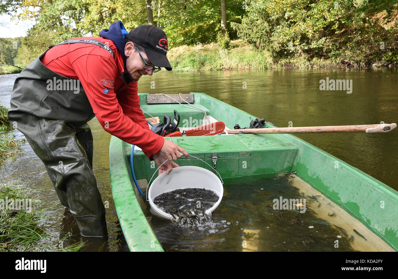 Fisherman Thomas Oberlercher loading his bucket with salmon offspring in  Wolfshagen, Germany, 12 October 2017. More than 50,000 half-year-old salmon  offspring were released in the Stepenitz. Photo: Bernd Settnik/dpa/ZB Stock  Photo -