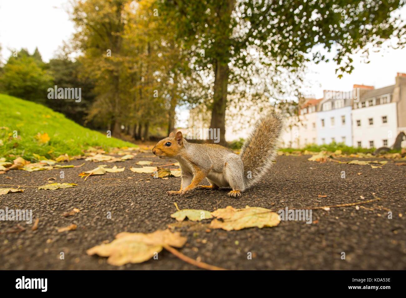Bristol, England, UK, October 12th 2017. A squirrel approaches the camera in an autumnal Brandon Hill Park. Stock Photo