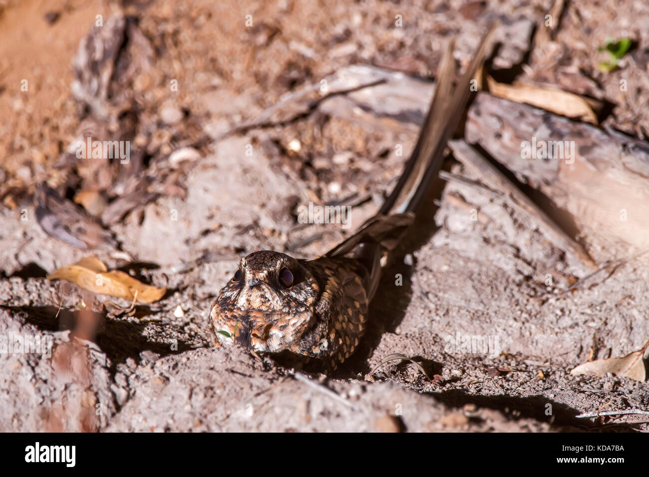 "Bacurau-tesoura (Hydropsalis torquata) fotografado em Linhares, Espírito Santo -  Sudeste do Brasil. Bioma Mata Atlântica. Registro feito em 2013.    Stock Photo
