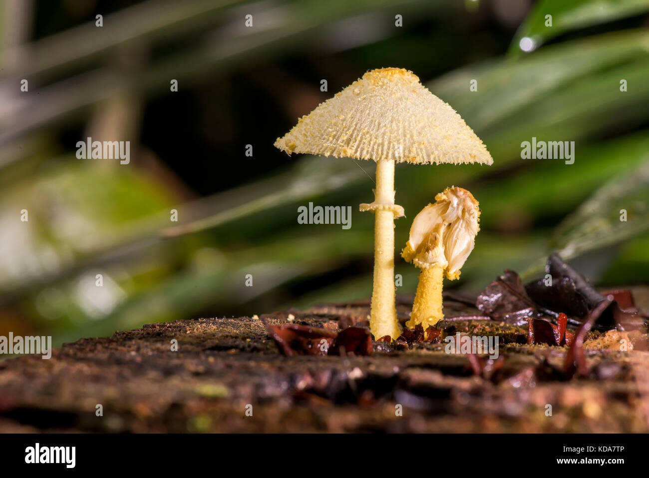 'Cogumelo (Fungi) fotografado em Linhares, Espírito Santo -  Sudeste do Brasil. Bioma Mata Atlântica. Registro feito em 2013.      ENGLISH: Mushroom p Stock Photo