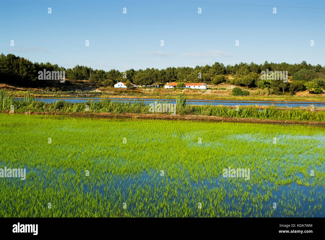 Rice fields. Carvalhal, Alentejo. Portugal Stock Photo