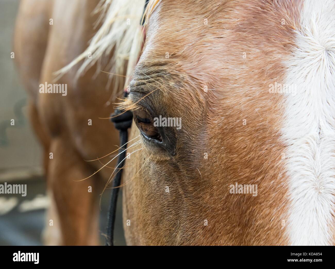 Palomino Horse Stock Photo