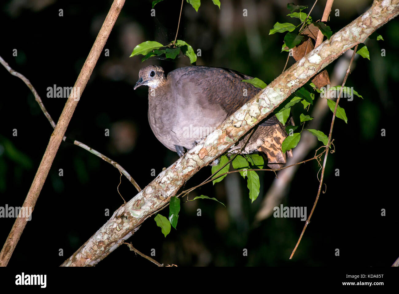 'Macuco (Tinamus solitarius) fotografado em Linhares, Espírito Santo -  Sudeste do Brasil. Bioma Mata Atlântica. Registro feito em 2013.      ENGLISH: Stock Photo