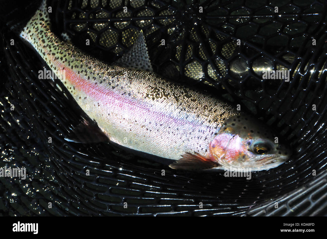 Big rainbow trout are often caught in the cool waters of the Lower Sac