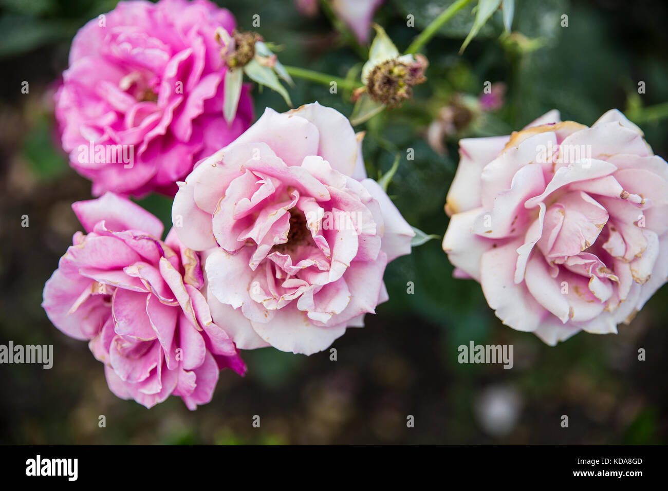 close up rose bush with pink roses Stock Photo - Alamy