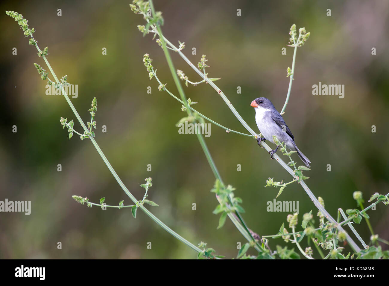 Papa capim hi-res stock photography and images - Alamy