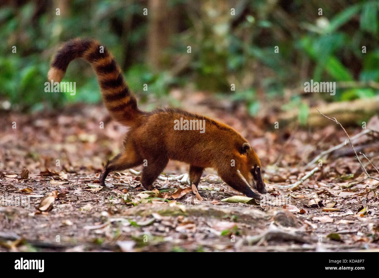 Quati De Cauda Anelada Nasua Nasua Fotografado Em Linhares Stock Photo Alamy