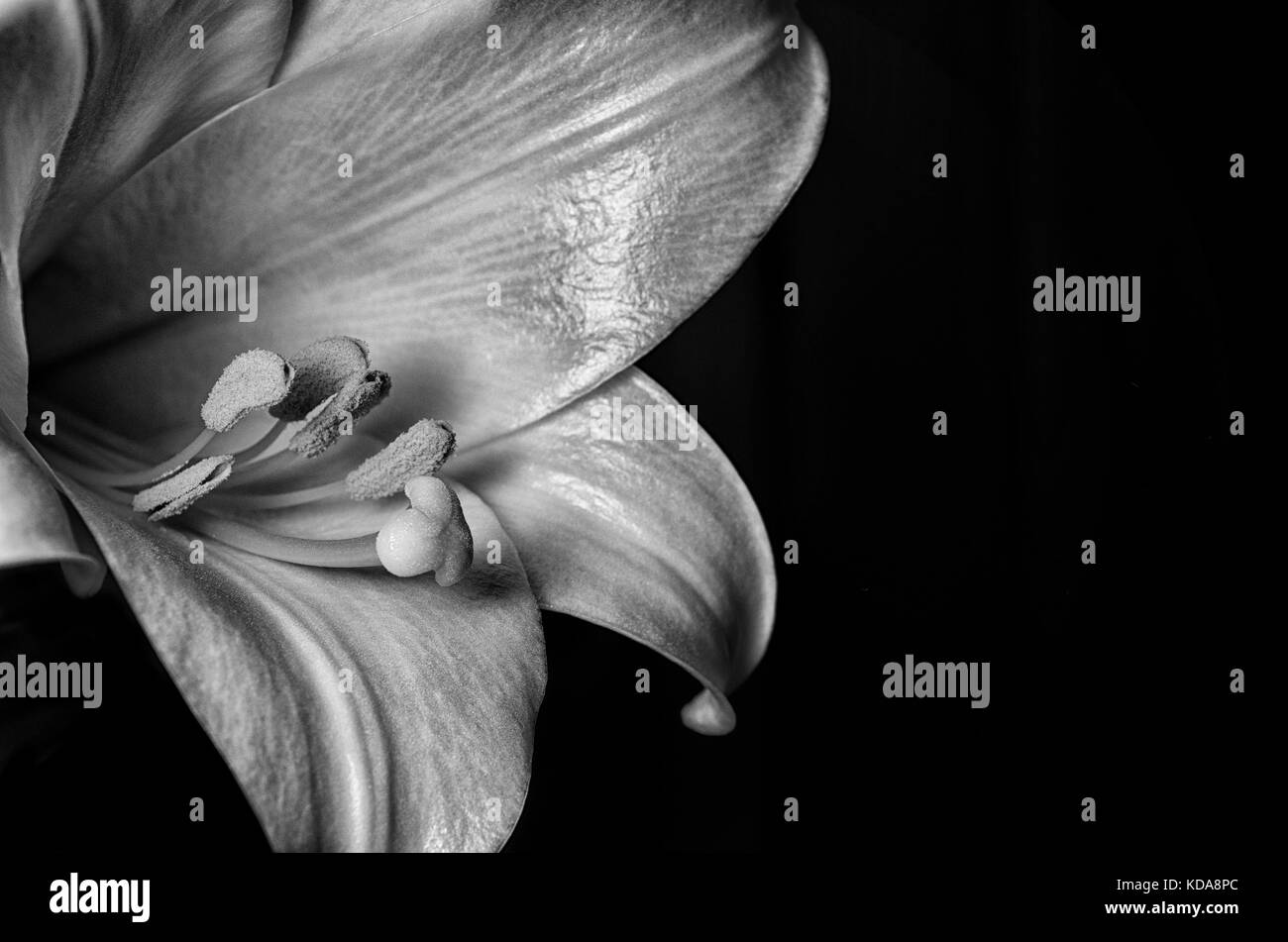 Floral shot of an Easter Lily Stock Photo - Alamy