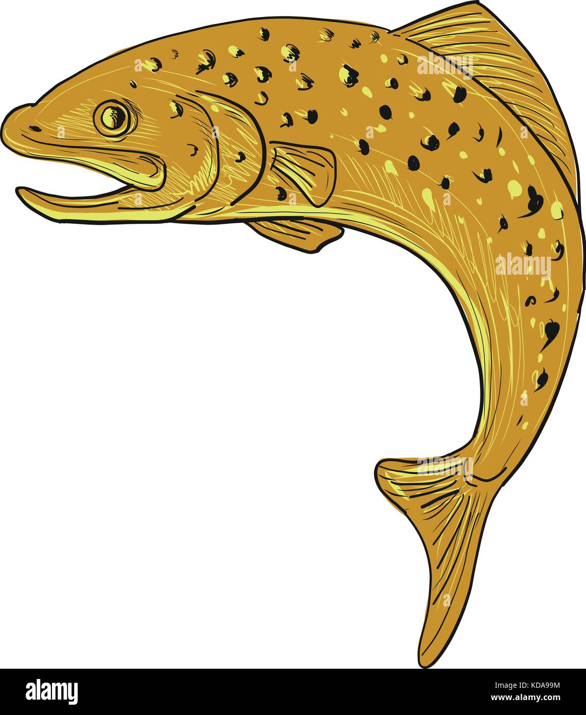 Drawing sketch style illustration of a a spotted brown Trout jumping viewed from side on isolated background. Stock Vector