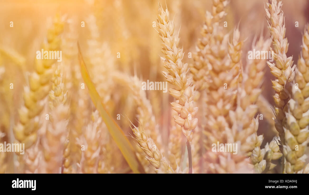 Close up of dry ripe golden wheat ears in sun flares Stock Photo - Alamy