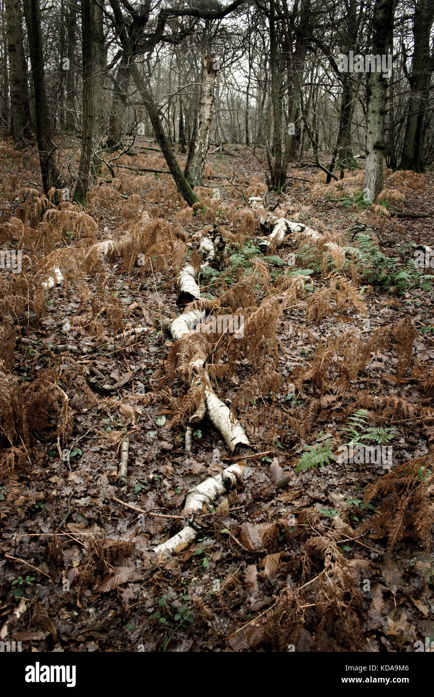 Dead Birch Tree Stock Photos & Dead Birch Tree Stock Images Alamy