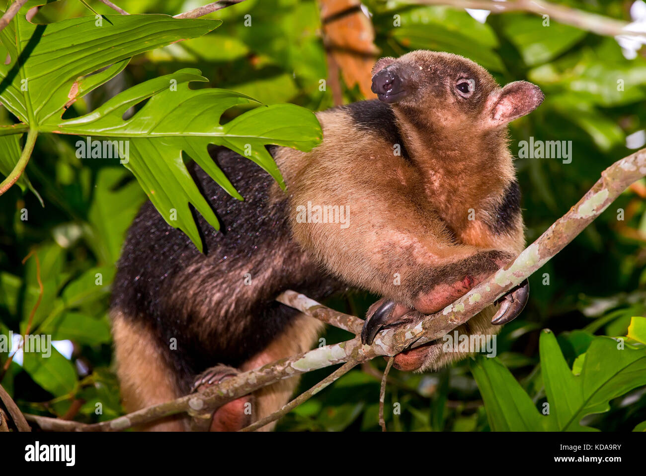 'Tamanduá-mirim (Tamandua tetradactyla) fotografado em Linhares, Espírito Santo -  Sudeste do Brasil. Bioma Mata Atlântica. Registro feito em 2013.    Stock Photo
