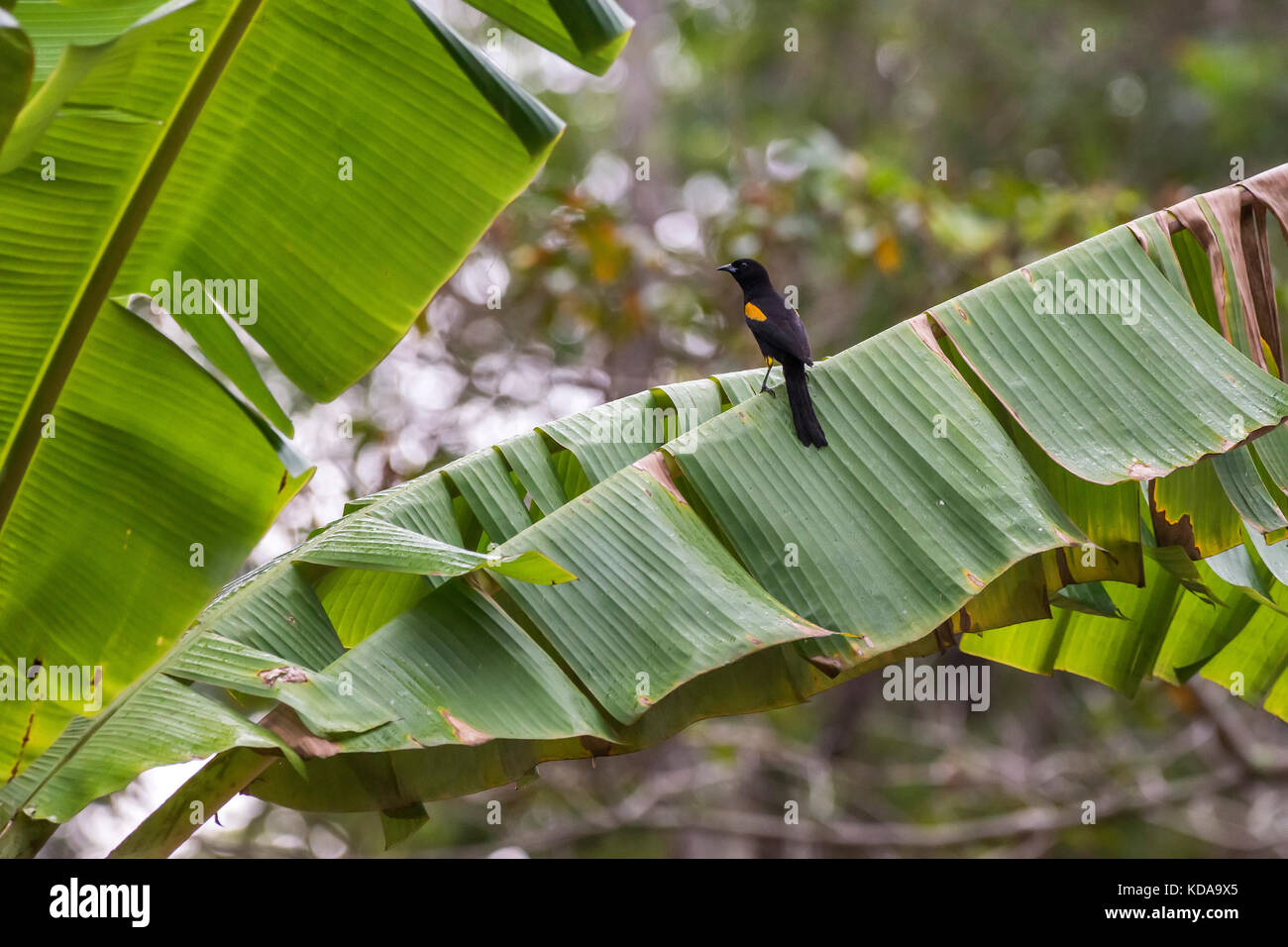 'Encontro (Icterus pyrrhopterus) fotografado em Fazenda Cupido e Refúgio, em Linhares, Espírito Santo -  Sudeste do Brasil. Bioma Mata Atlântica. Regi Stock Photo