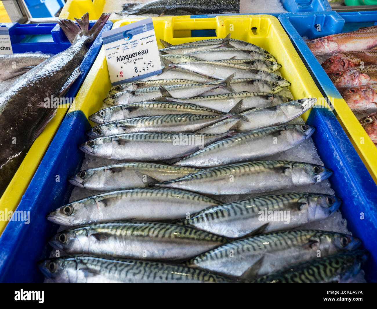 FRENCH MACKEREL FISHING INDUSTRY FRANCE Mackerel fish display neatly interleaved for sale at Breton fish market stall in Moëlan sur Mer Brittany France Stock Photo