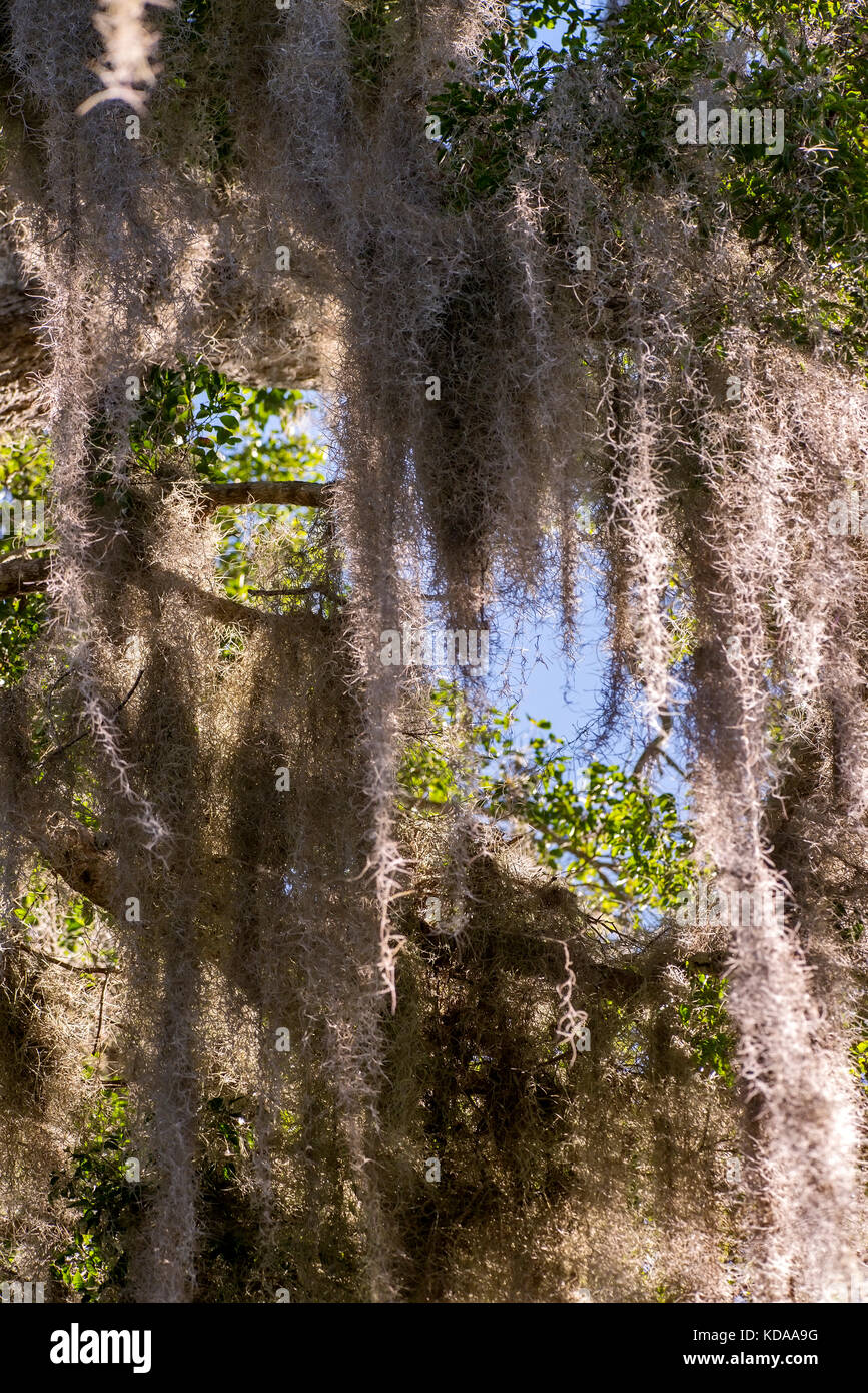 'Barba-de-velho (Tillandsia usneoides) fotografado em Linhares, Espírito Santo -  Sudeste do Brasil. Bioma Mata Atlântica. Registro feito em 2013.     Stock Photo