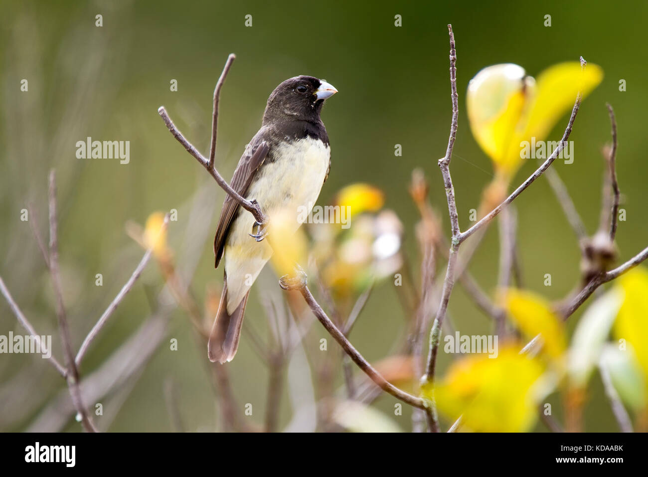 Sporophila caerulescens ( Coleirinha ou papa-capim ou Cole…