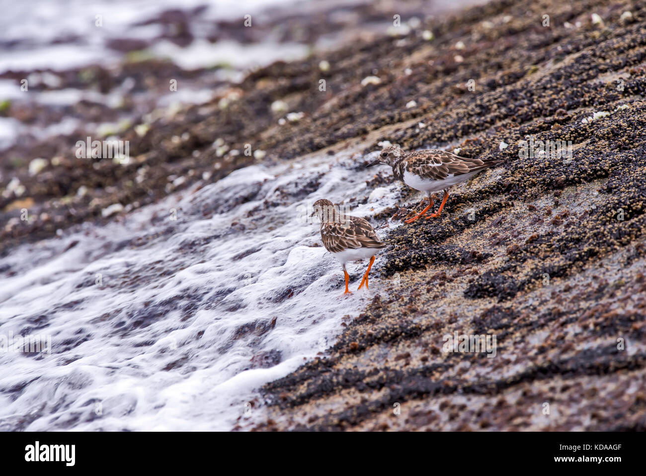 'Vira-pedras (Arenaria interpres) fotografado em Guarapari, Espírito Santo -  Sudeste do Brasil. Bioma Mata Atlântica. Registro feito em 2013.      EN Stock Photo