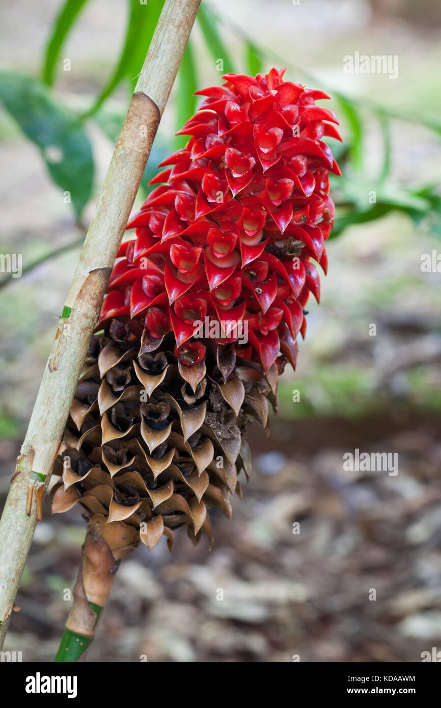 Red Wax Ginger (Tapeinochilos ananassae) flower head. Jindalba Boardwalk. Daintree National Park. Cow Bay. Queensland. Australia. Stock Photo