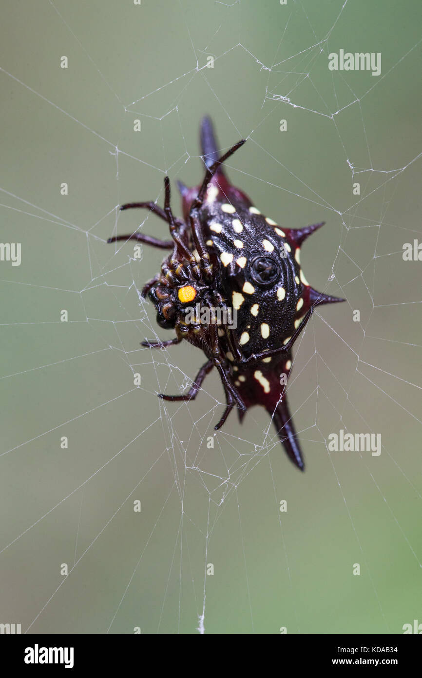 Northern Jewelled Spider (Gasteracantha fornicata). Female, in web - underside. Cow Bay. Daintree National Park. Queensland. Australia. Stock Photo