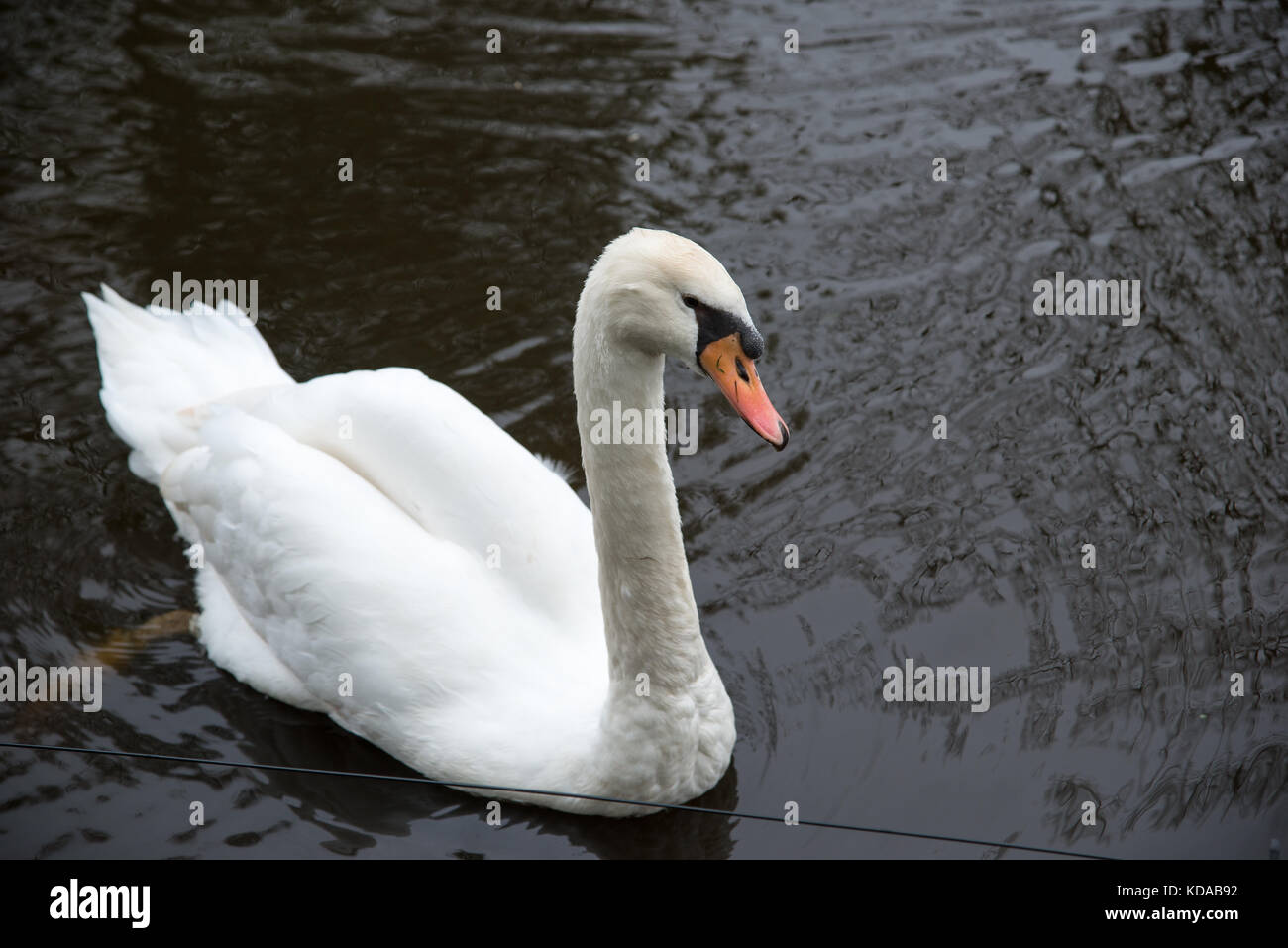 Beautiful white swan on the water surface. Stock Photo