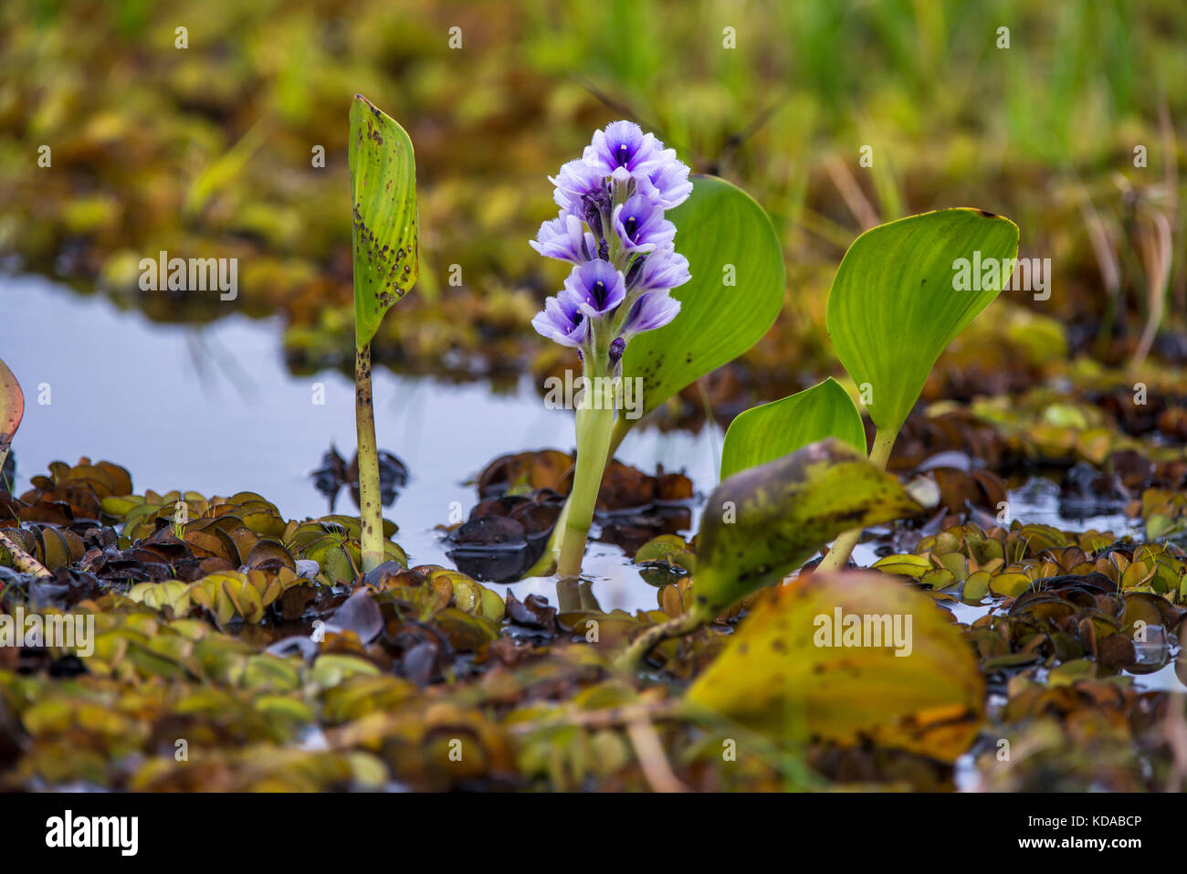 'Aguapé (Eichhornia azurea) fotografado em Linhares, Espírito Santo -  Sudeste do Brasil. Bioma Mata Atlântica. Registro feito em 2014.      ENGLISH:  Stock Photo