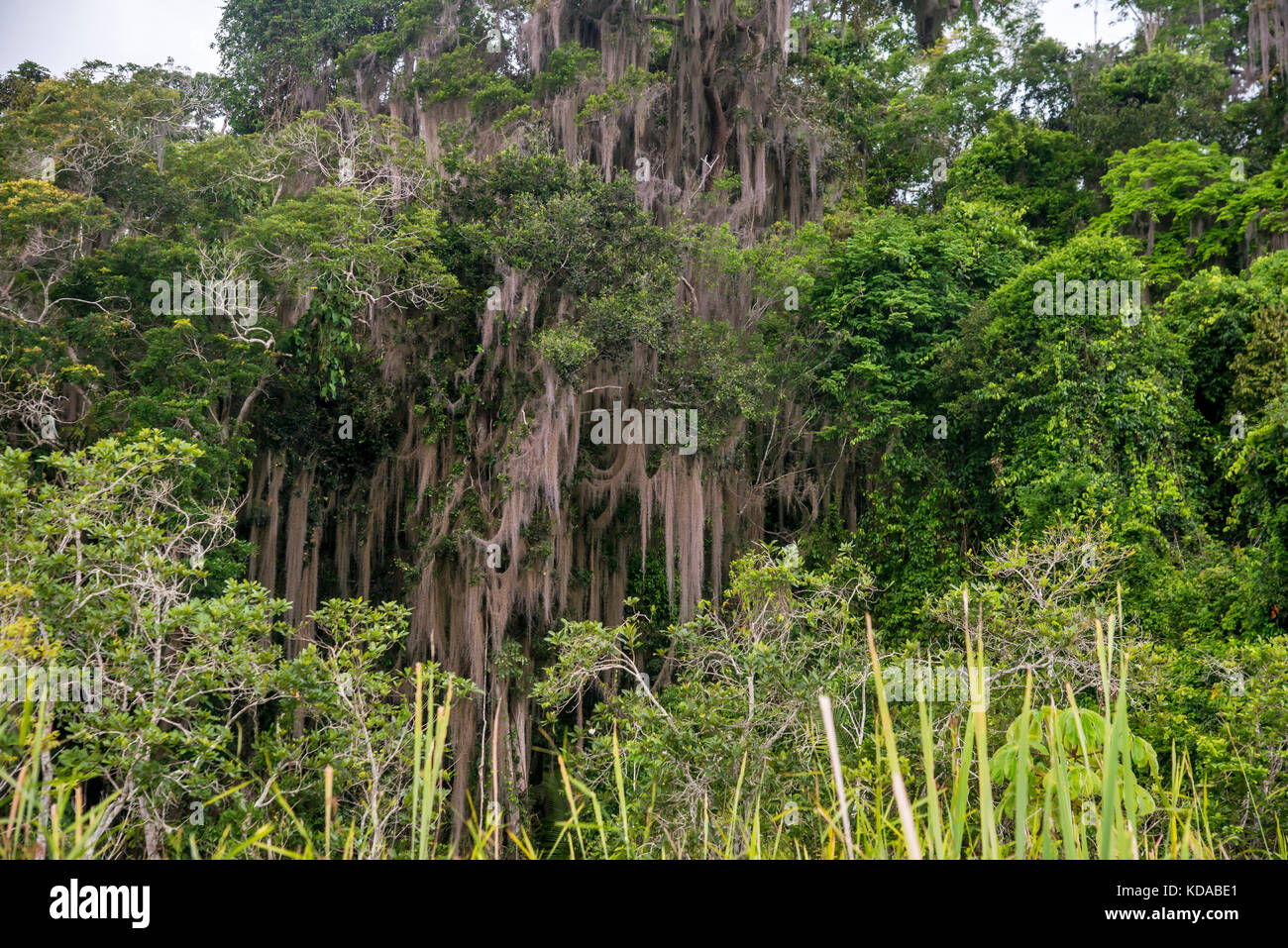 'Barba-de-velho (Tillandsia usneoides) fotografado em Linhares, Espírito Santo -  Sudeste do Brasil. Bioma Mata Atlântica. Registro feito em 2014.     Stock Photo