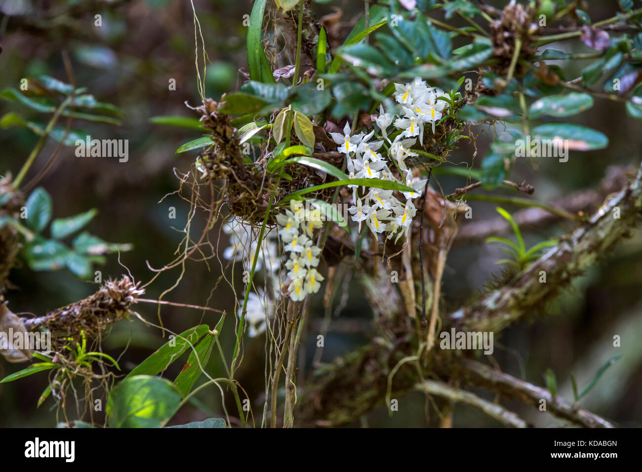 'Véu-de-noiva (Rodriguezia venusta) fotografado em Linhares, Espírito Santo -  Sudeste do Brasil. Bioma Mata Atlântica. Registro feito em 2014.      E Stock Photo