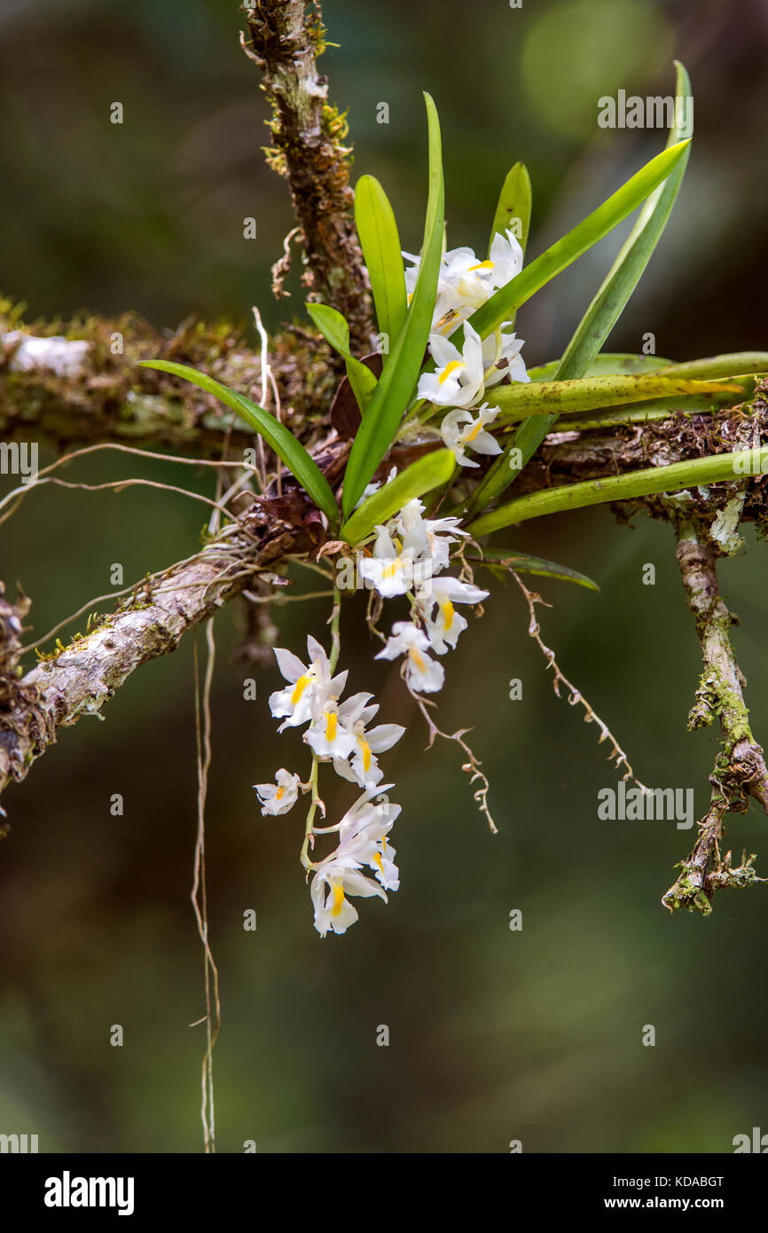 'Véu-de-noiva (Rodriguezia venusta) fotografado em Linhares, Espírito Santo -  Sudeste do Brasil. Bioma Mata Atlântica. Registro feito em 2014.      E Stock Photo