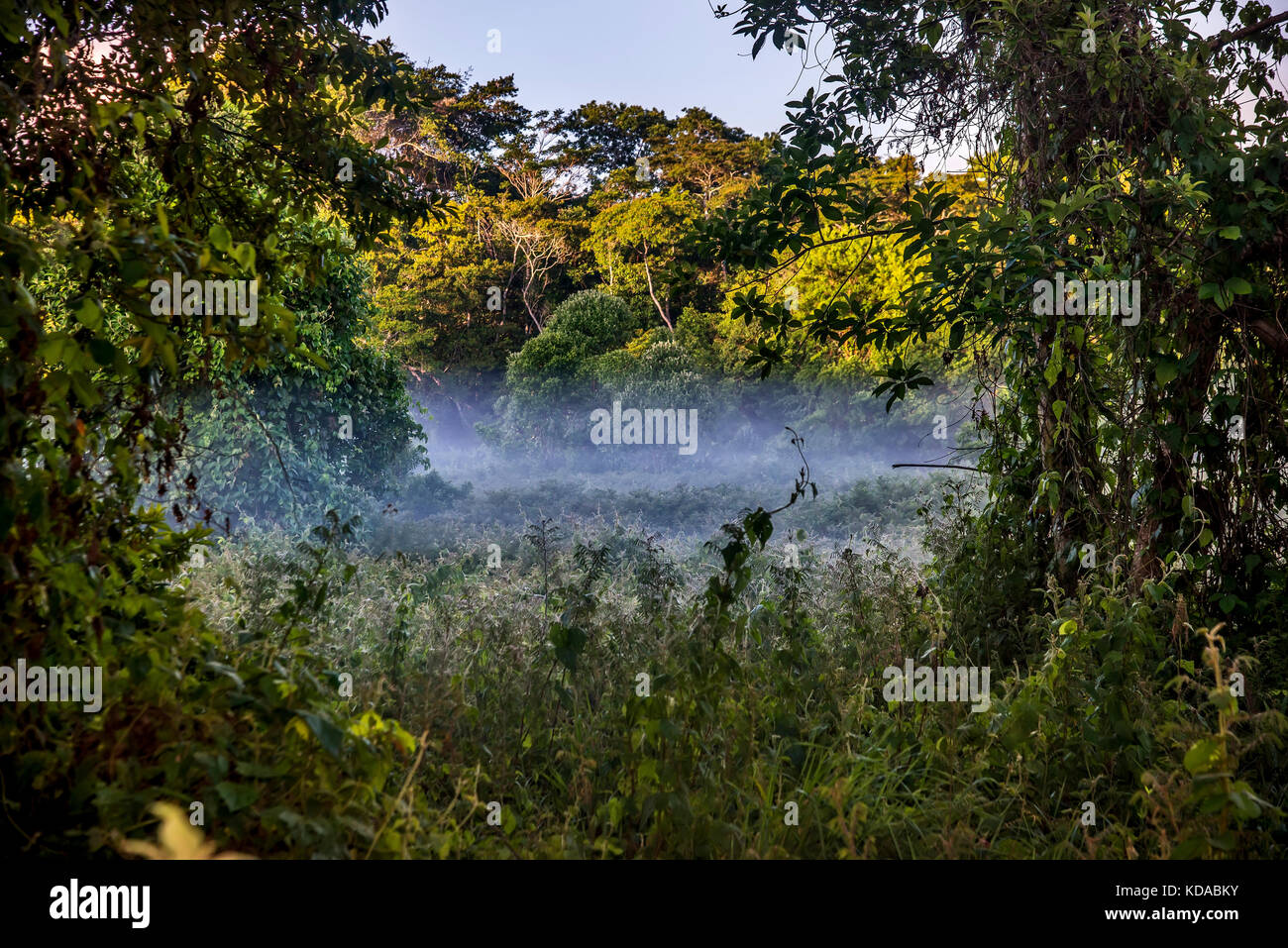 "Floresta (paisagem) fotografado em Linhares, Espírito Santo -  Sudeste do Brasil. Bioma Mata Atlântica. Registro feito em 2015.      ENGLISH: Forest  Stock Photo
