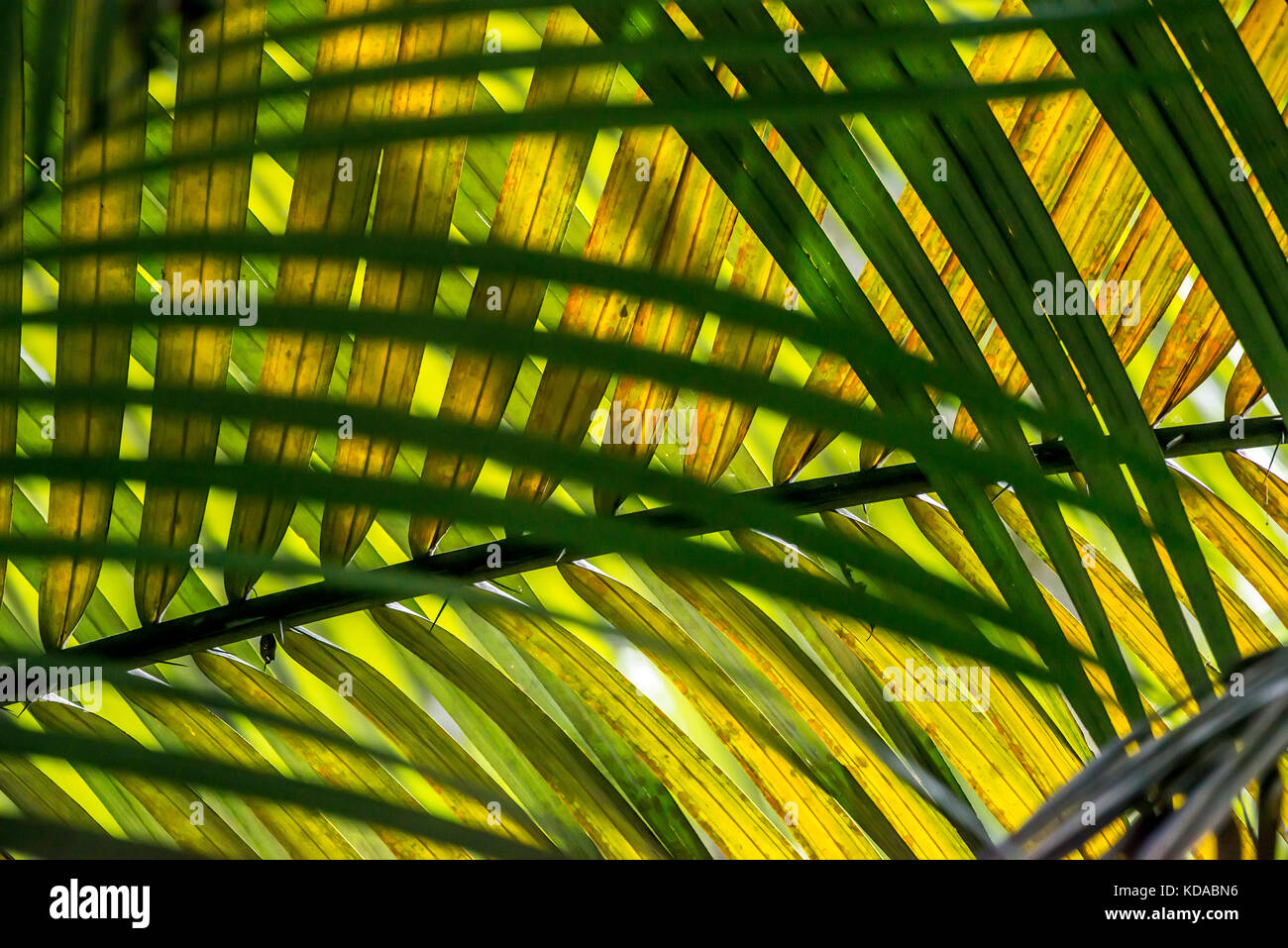 'Planta (flora) fotografado em Linhares, Espírito Santo -  Sudeste do Brasil. Bioma Mata Atlântica. Registro feito em 2015.      ENGLISH: plant photog Stock Photo