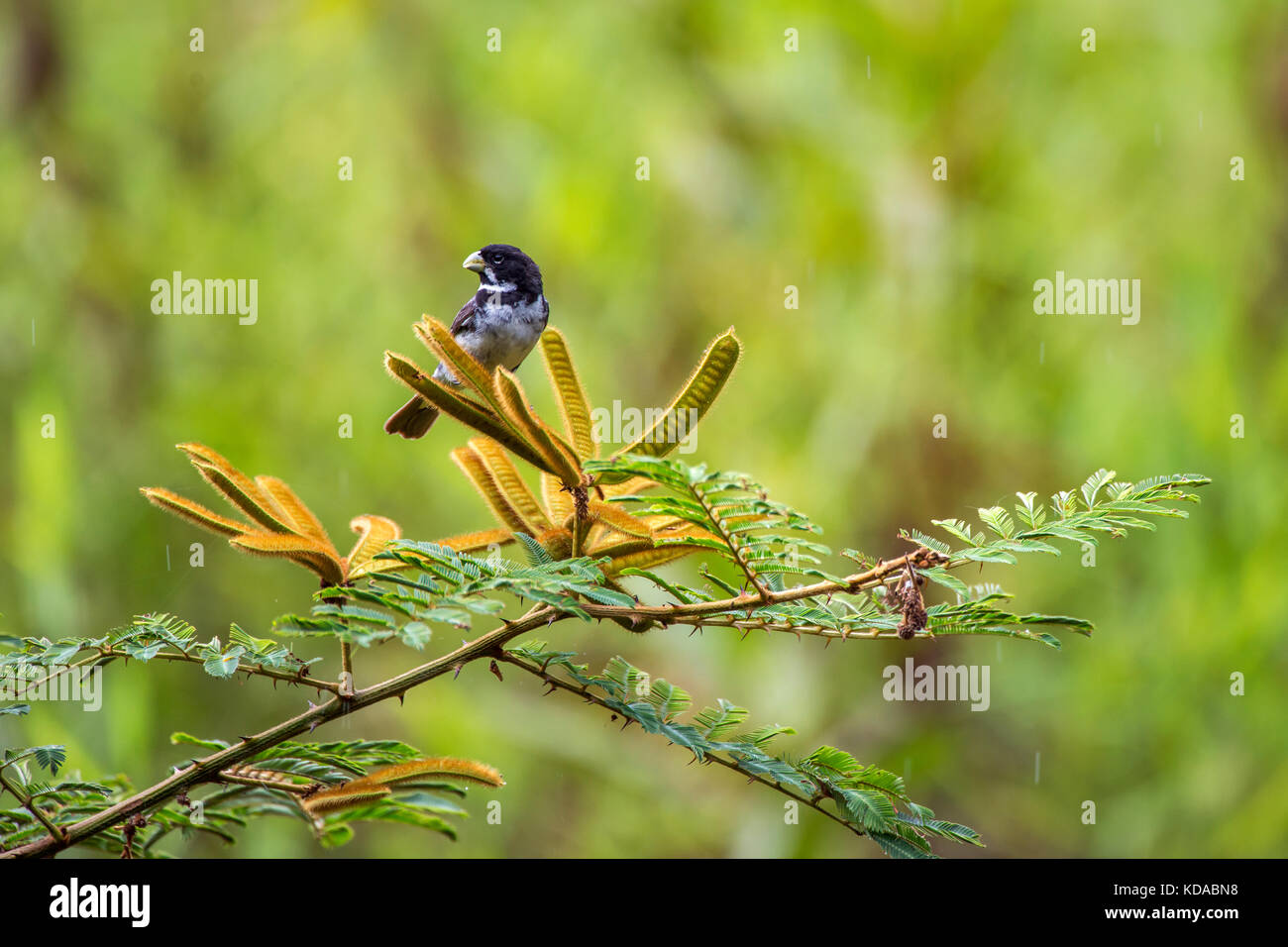 Papa Capim Sporophila Ardesiaca Graybacked Grasshopper Stock Photo  1652076319