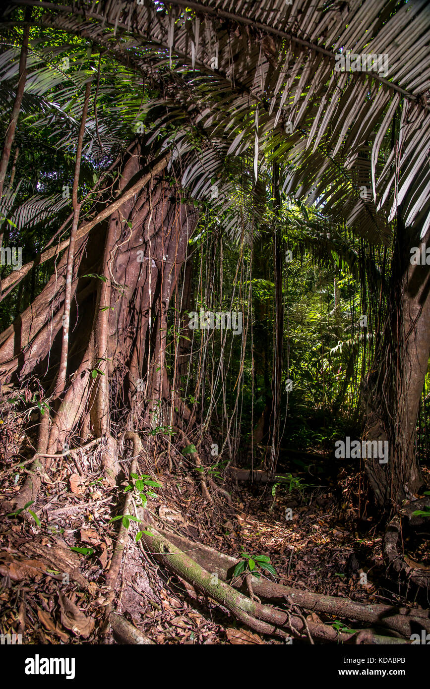 "Floresta (paisagem) fotografado em Linhares, Espírito Santo -  Sudeste do Brasil. Bioma Mata Atlântica. Registro feito em 2015.      ENGLISH: Forest  Stock Photo