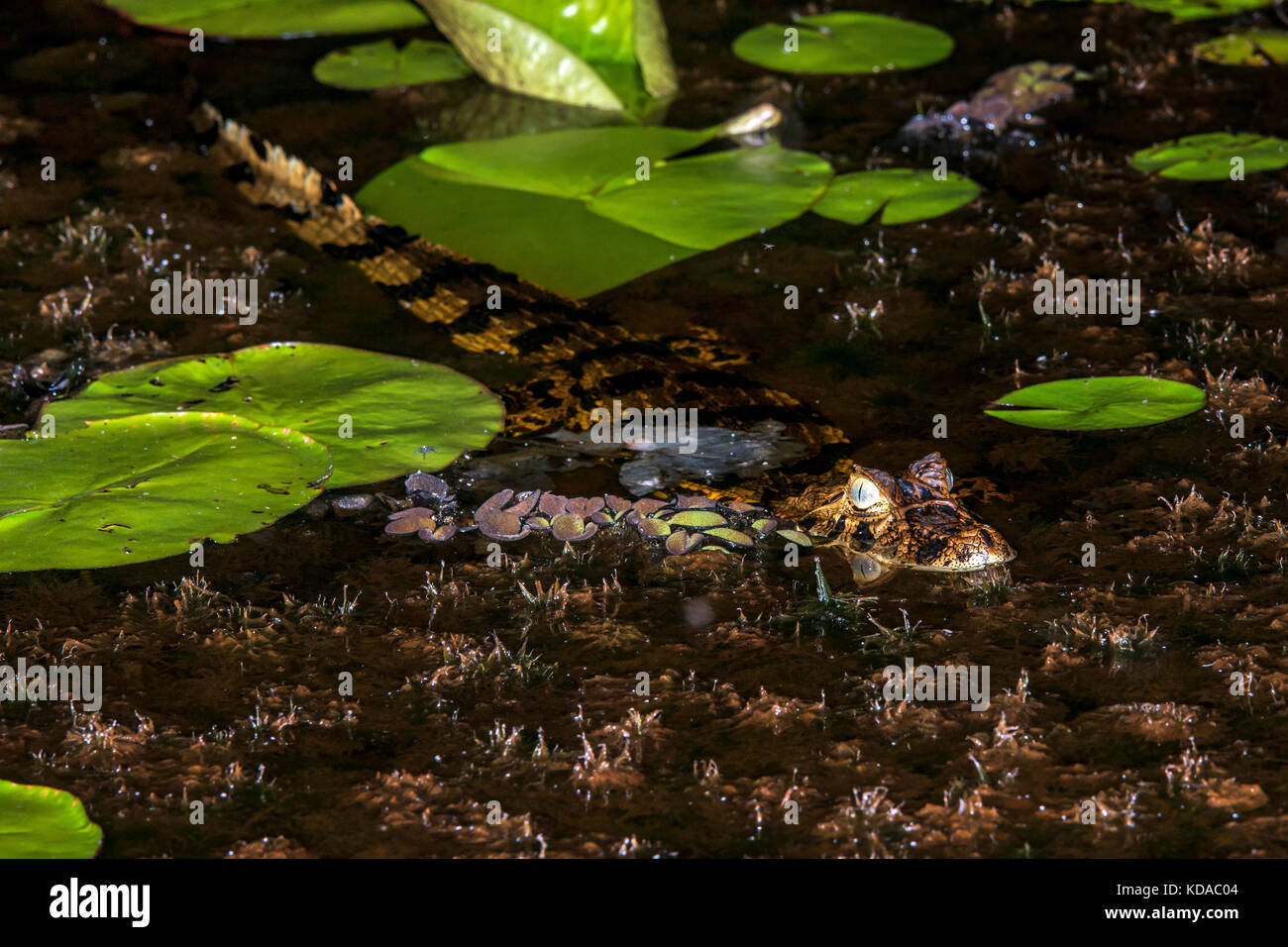 'Jacaré-de-papo-amarelo (Caiman latirostris) fotografado em Linhares, Espírito Santo -  Sudeste do Brasil. Bioma Mata Atlântica. Registro feito em 201 Stock Photo