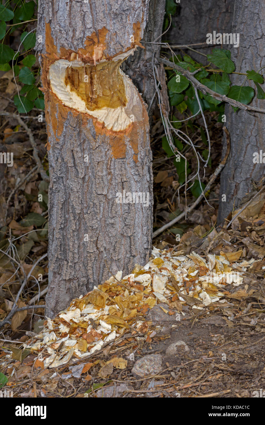 Severely chewed Cottonwood tree by North American Beaver, showing teeth gnawed marks in tree and shavings on the ground, Colorado US. Stock Photo