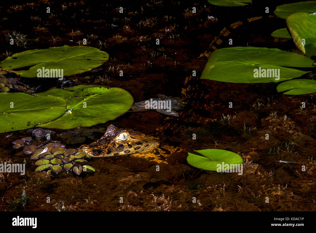 'Jacaré-de-papo-amarelo (Caiman latirostris) fotografado em Linhares, Espírito Santo -  Sudeste do Brasil. Bioma Mata Atlântica. Registro feito em 201 Stock Photo