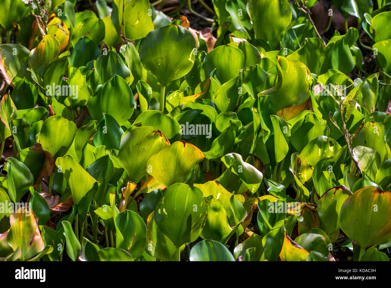 'Planta aquática (Plantae) fotografado em Linhares, Espírito Santo -  Sudeste do Brasil. Bioma Mata Atlântica. Registro feito em 2015.      ENGLISH: A Stock Photo