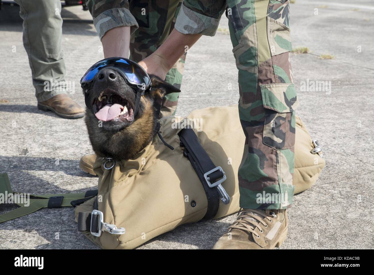 A U.S. Marine Corps canine handler soldier prepares his military working dog for a parachute jump at the Marine Corps Base Camp Lejeune September 10, 2015 in Jacksonville, North Carolina. Stock Photo